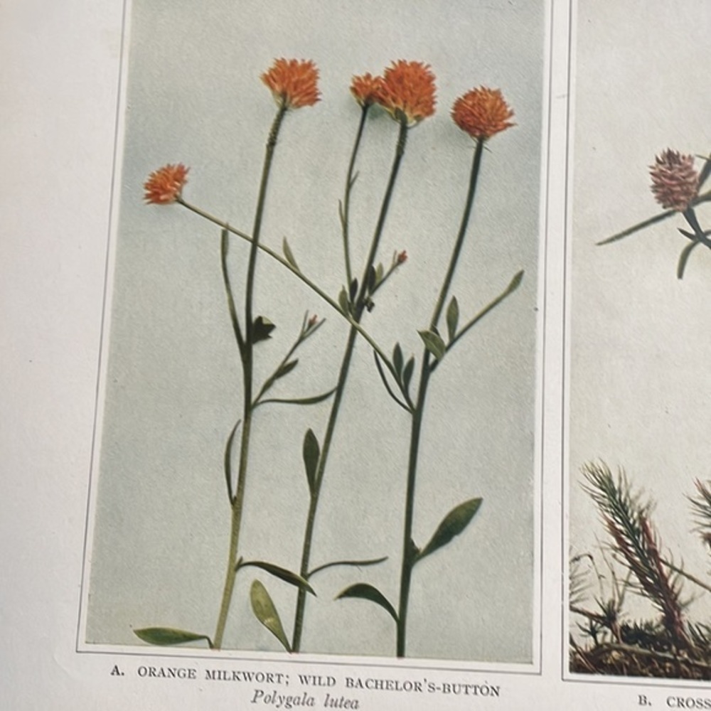 🌹 FREE w/purchase Antique Botanical Plant Print Original 100 years old Vintage